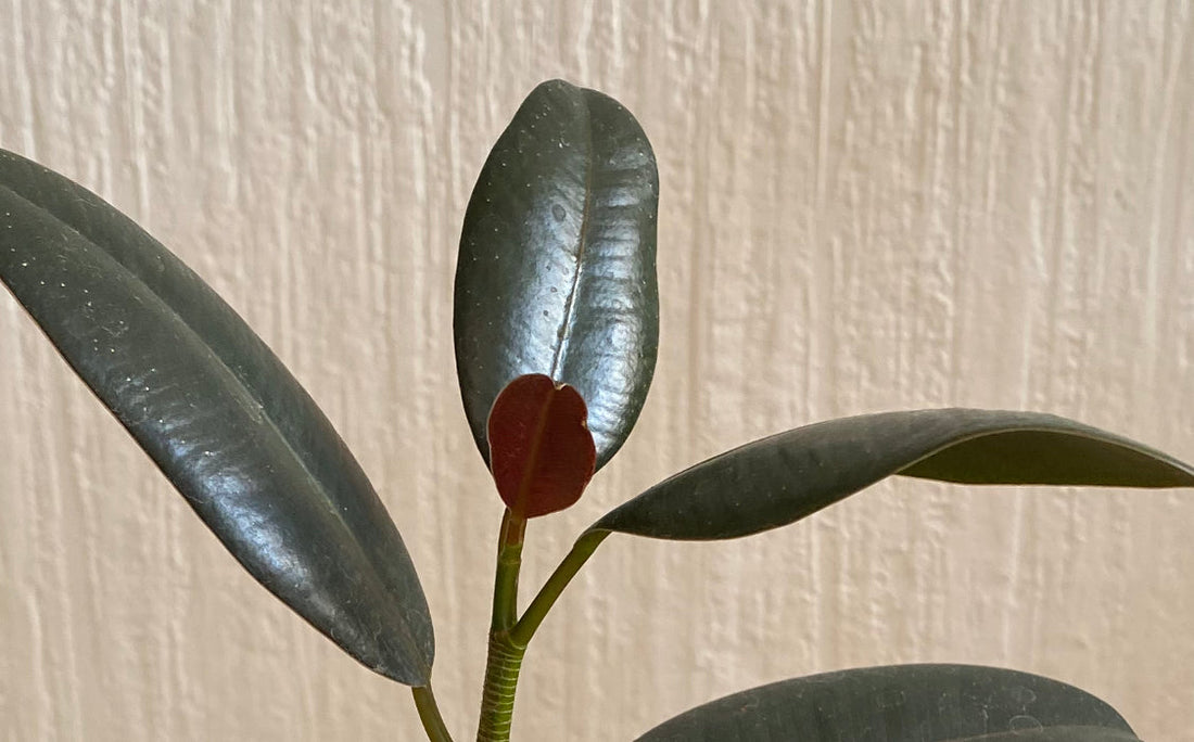 🌿 Ficus Elastica: The Ultimate Guide to Growing Rubber Plants 🌿